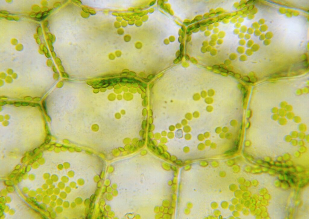 microkinesi in Friedberg